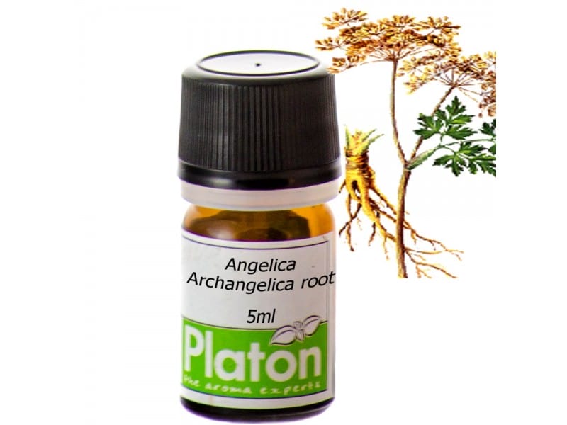 ANGELICA ROOT (essential oil)